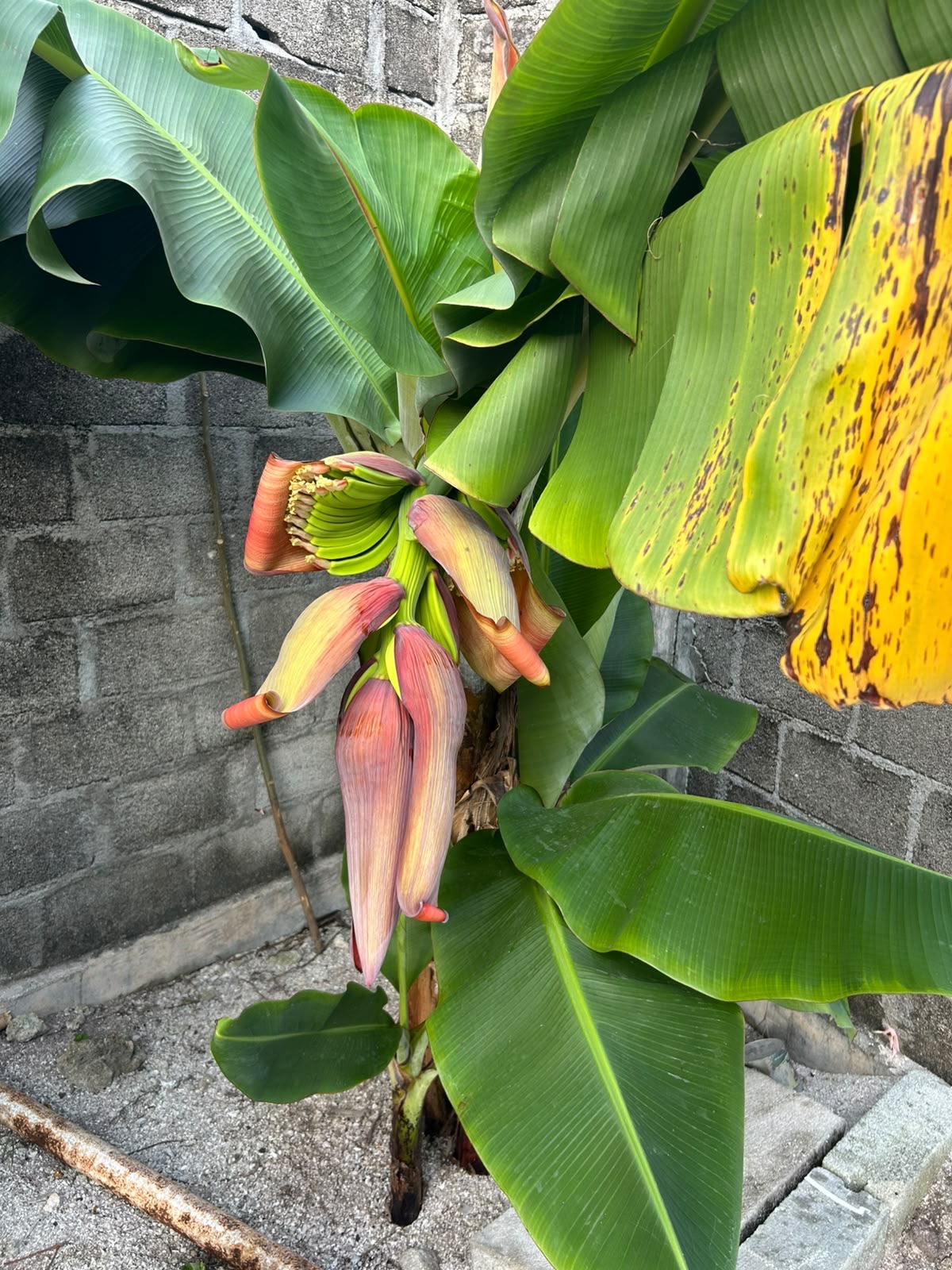 Close-up of a pink-and-green banana flower blossom hanging from a tree in the guesthouse garden