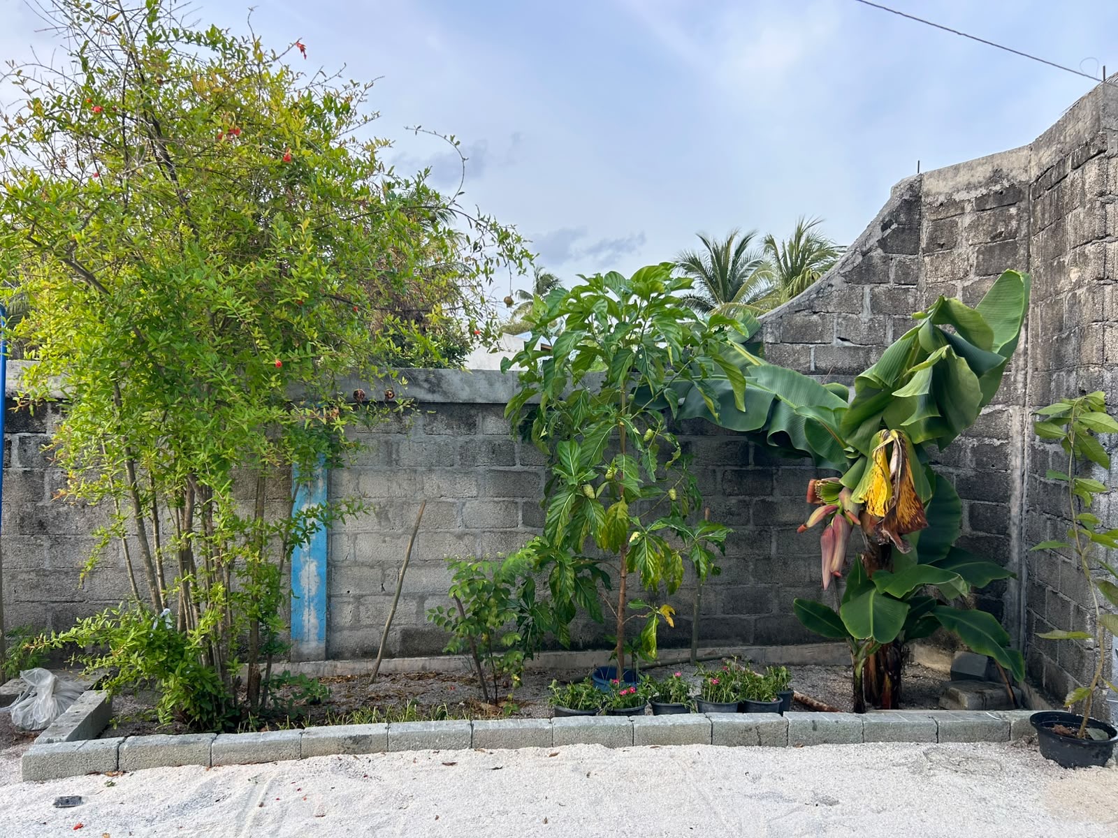 Coral-stone garden wall with a young pomegranate tree, banana palm and potted flowers under a bright sky