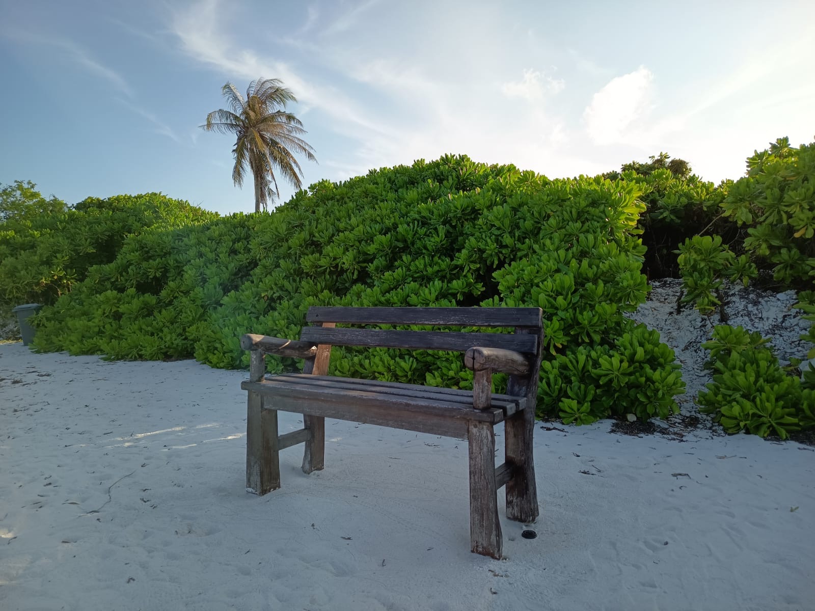 Weathered wooden bench on white sand, framed by lush green sea-grape bushes and a single coconut palm